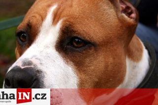 prahain.cz/zivot-ve-meste/cizinec-s-agresivnim-psem-terorizuje-repy-lidem-dosla-trpelivost-a-do-rukou-vzali-mobily-14936.html?utm_source=www.seznam.cz&utm_medium=seznam_distribuce&utm_campaign=lide